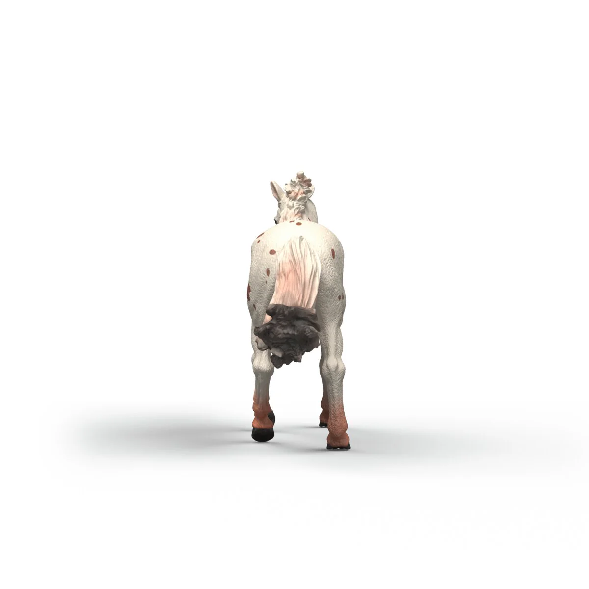 Knabstrupper Mare - Image 6