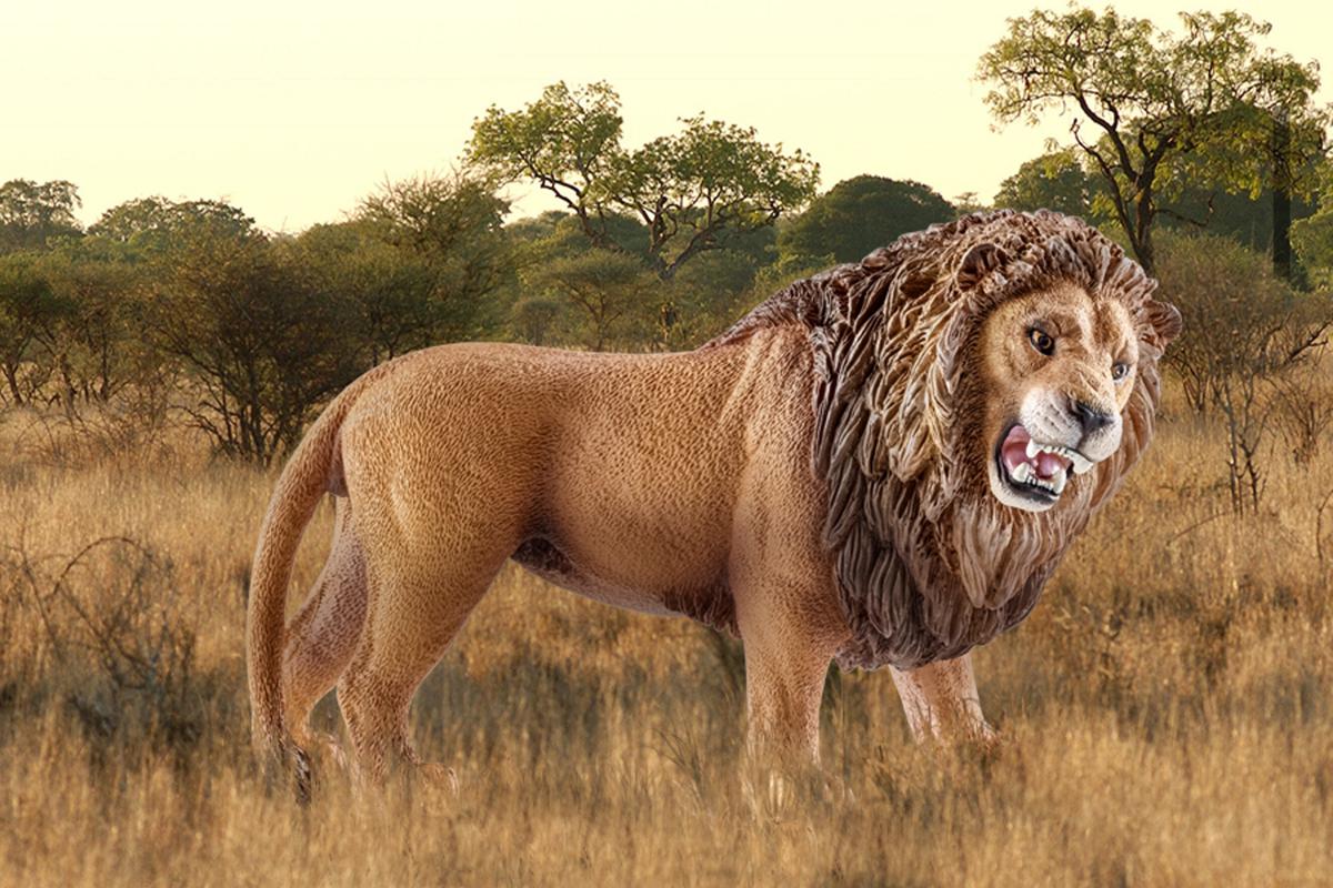 Lion, roaring - Image 2