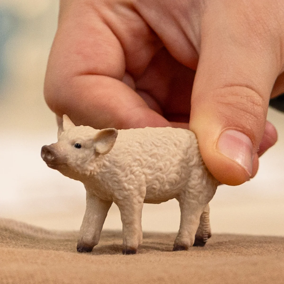 Mangalica Piglet - Image 2