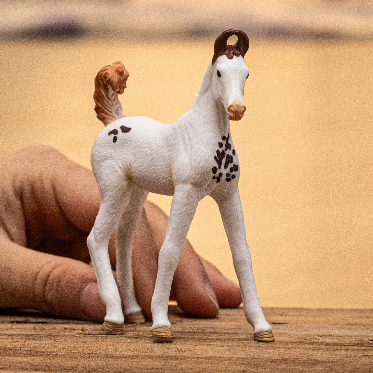 Marwari Foal - Image 2