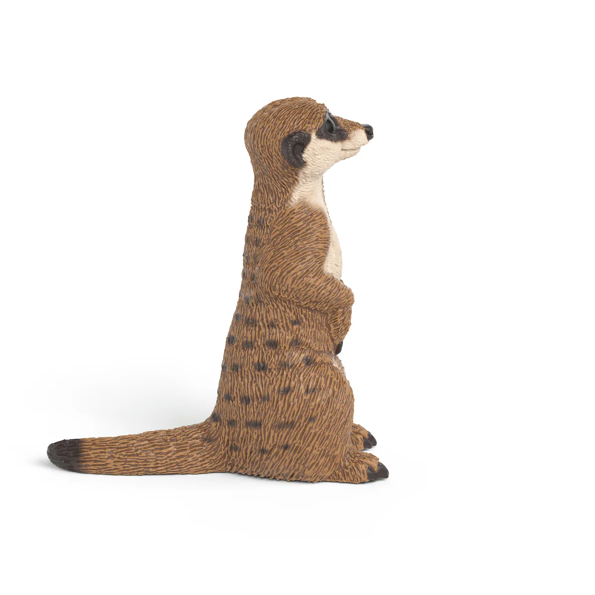 Meerkat - Image 3