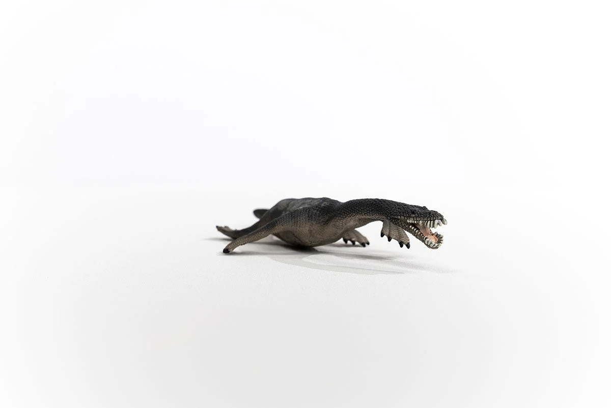 Nothosaurus - Image 4
