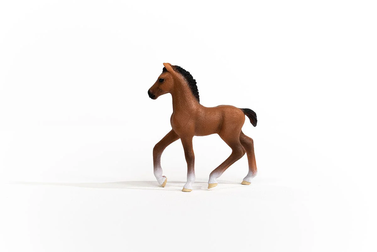 Oldenburger Foal - Image 2