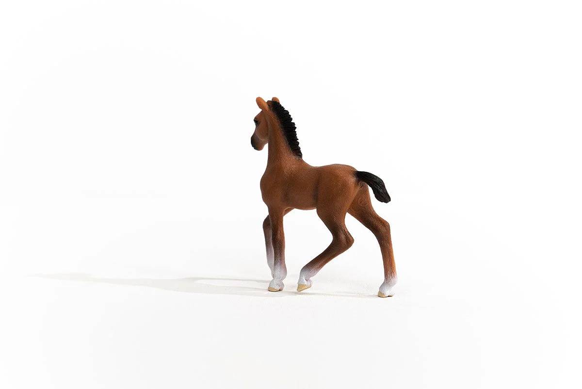 Oldenburger Foal - Image 3