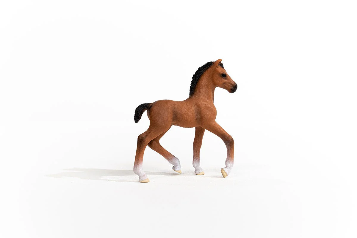 Oldenburger Foal - Image 4