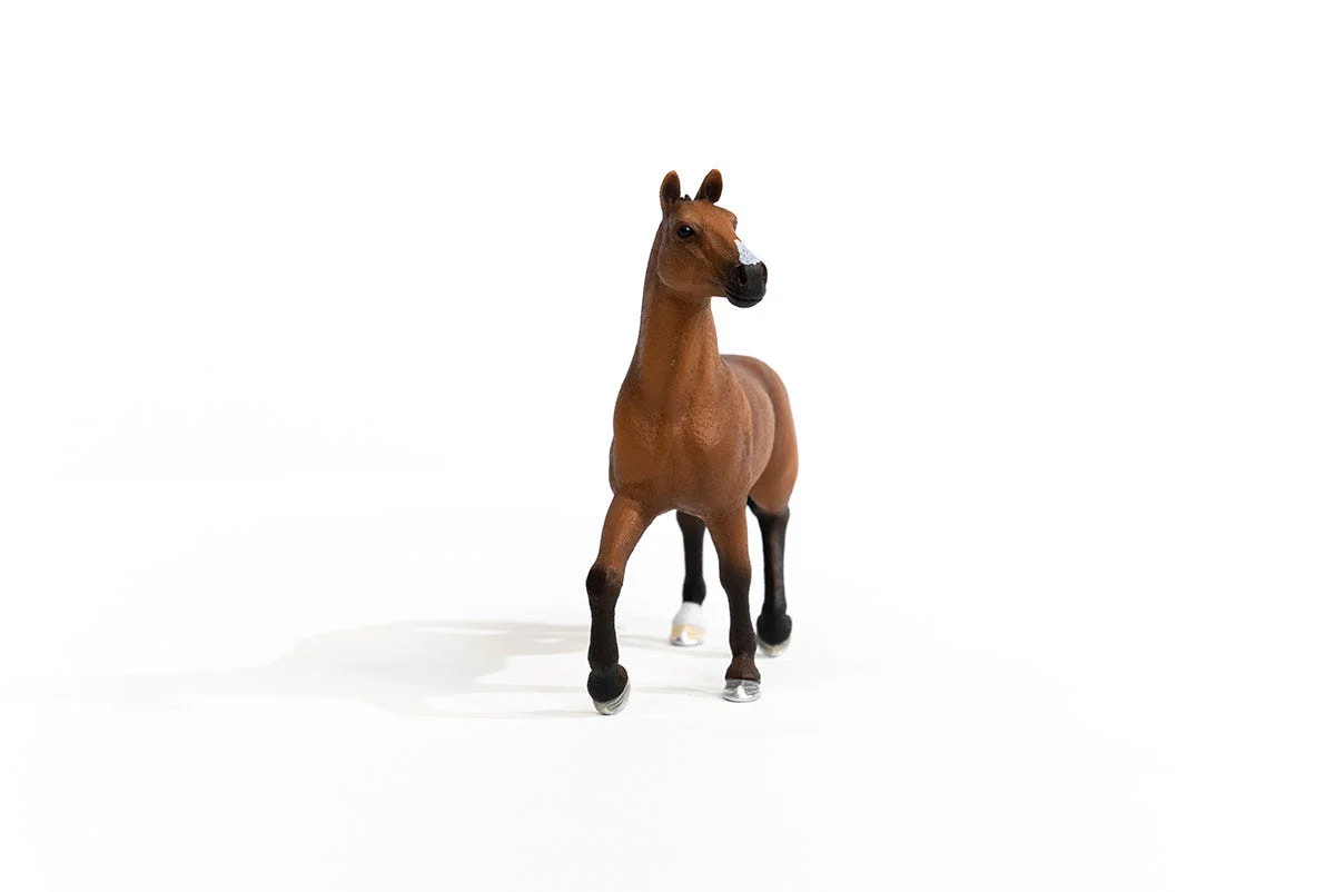 Oldenburger Mare - Image 3