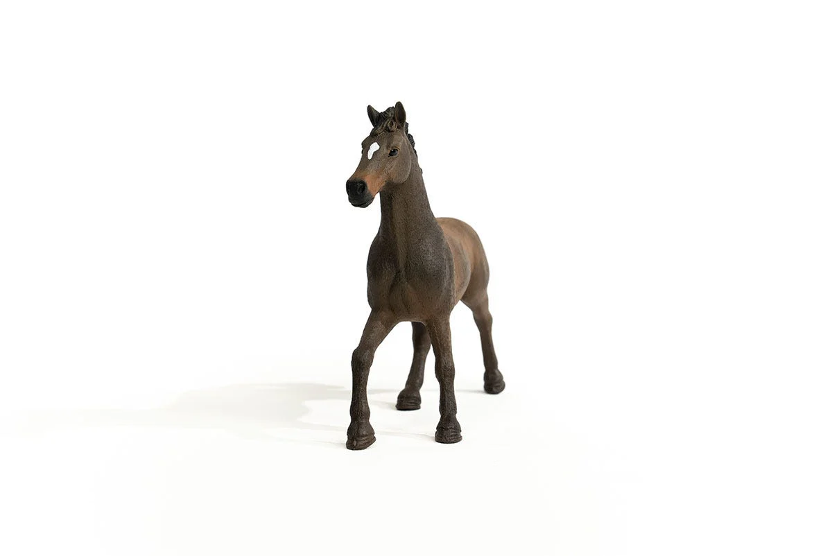 Oldenburger Stallion - Image 3
