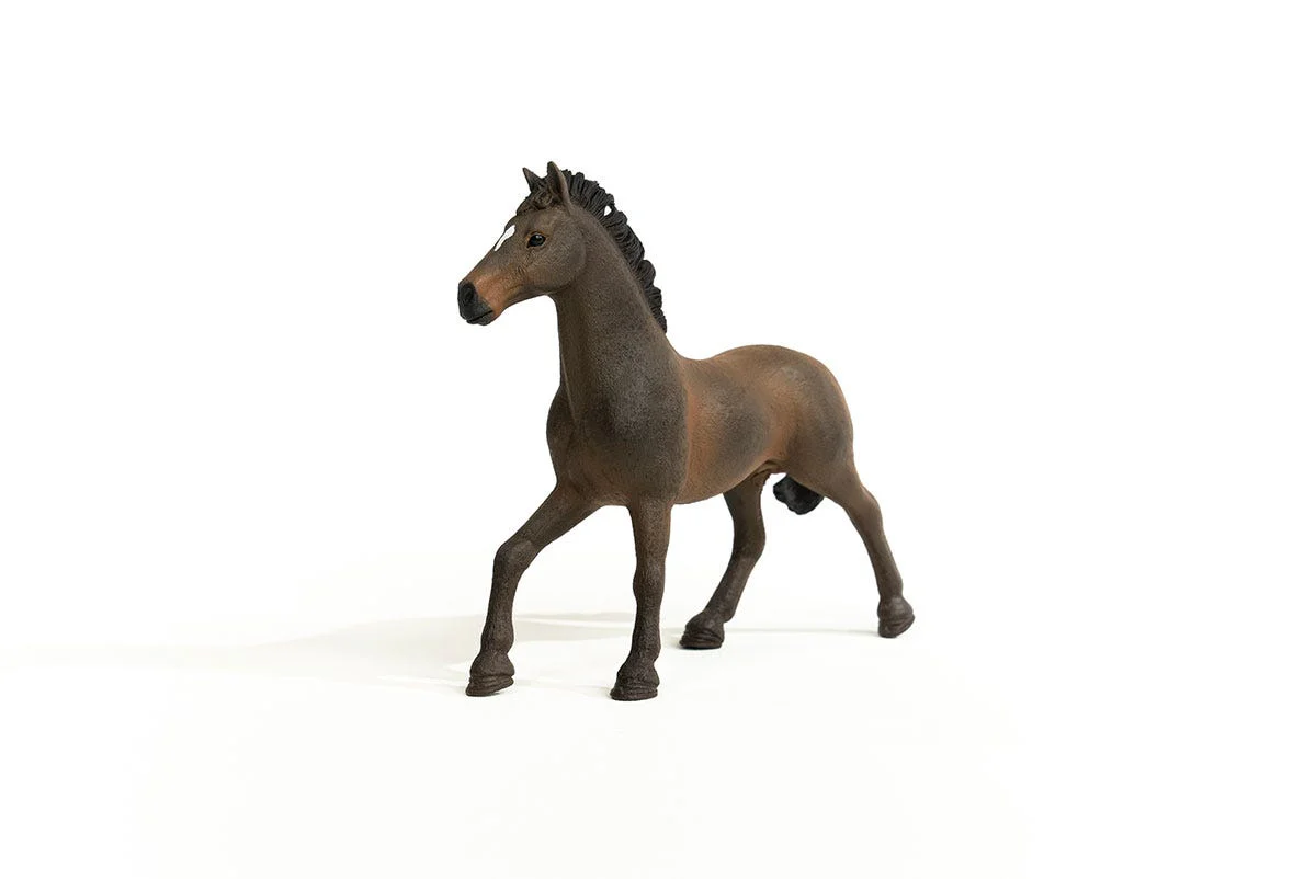 Oldenburger Stallion - Image 4