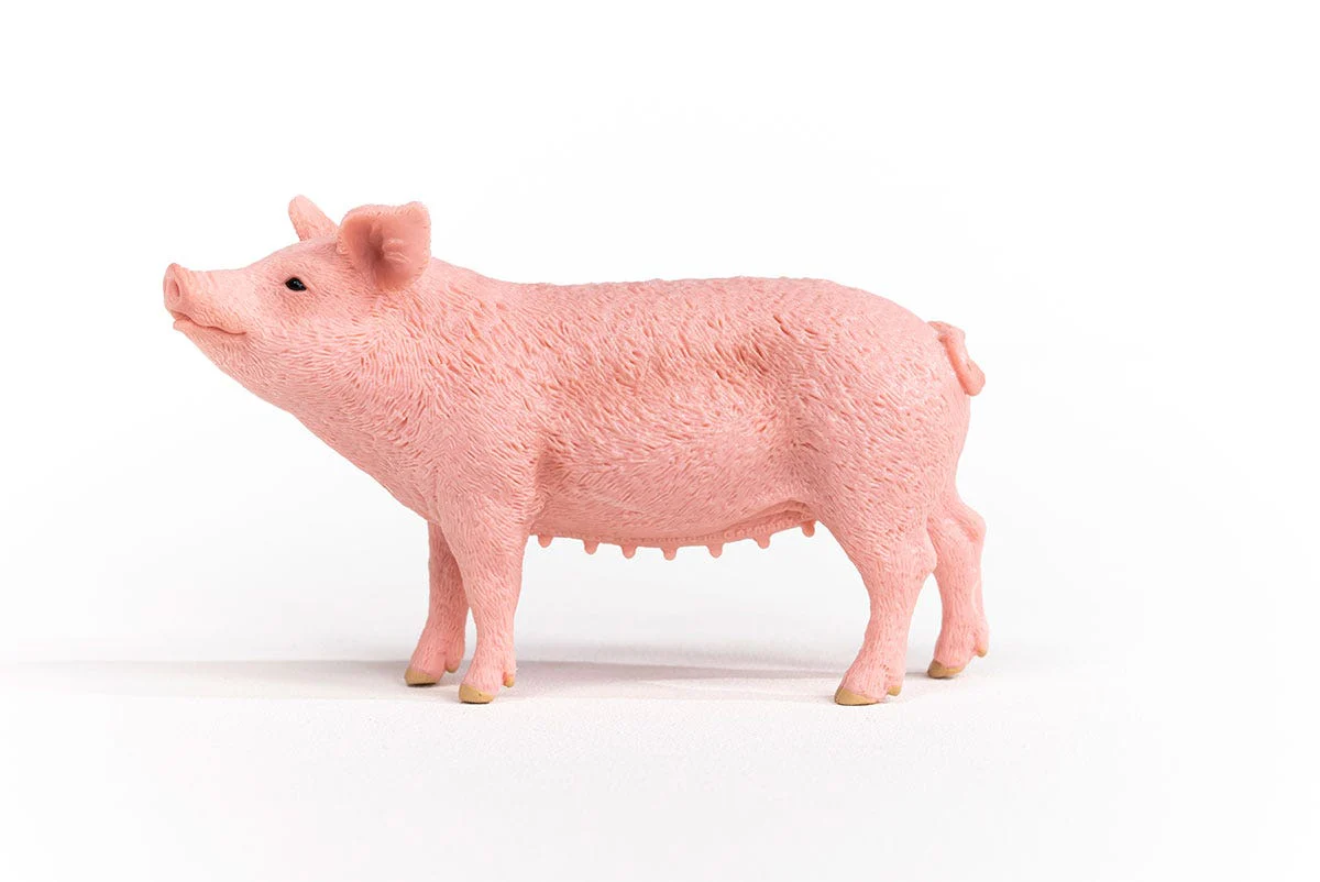 Pig - Image 3