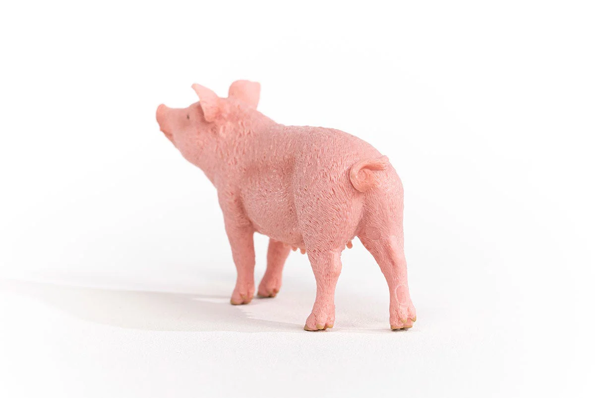 Pig - Image 4