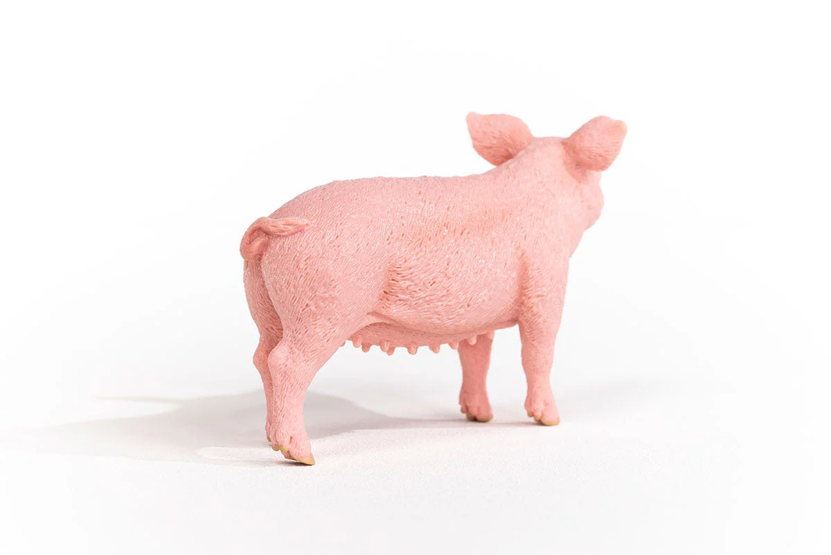 Pig - Image 5