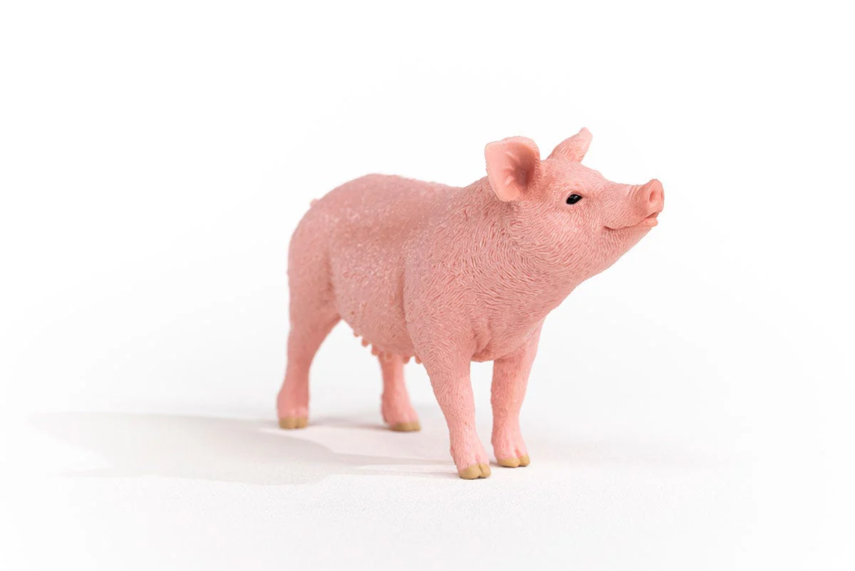 Pig - Image 6