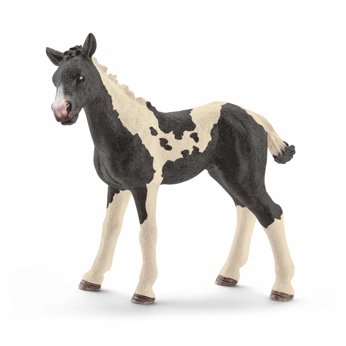 Pinto foal (bundle)