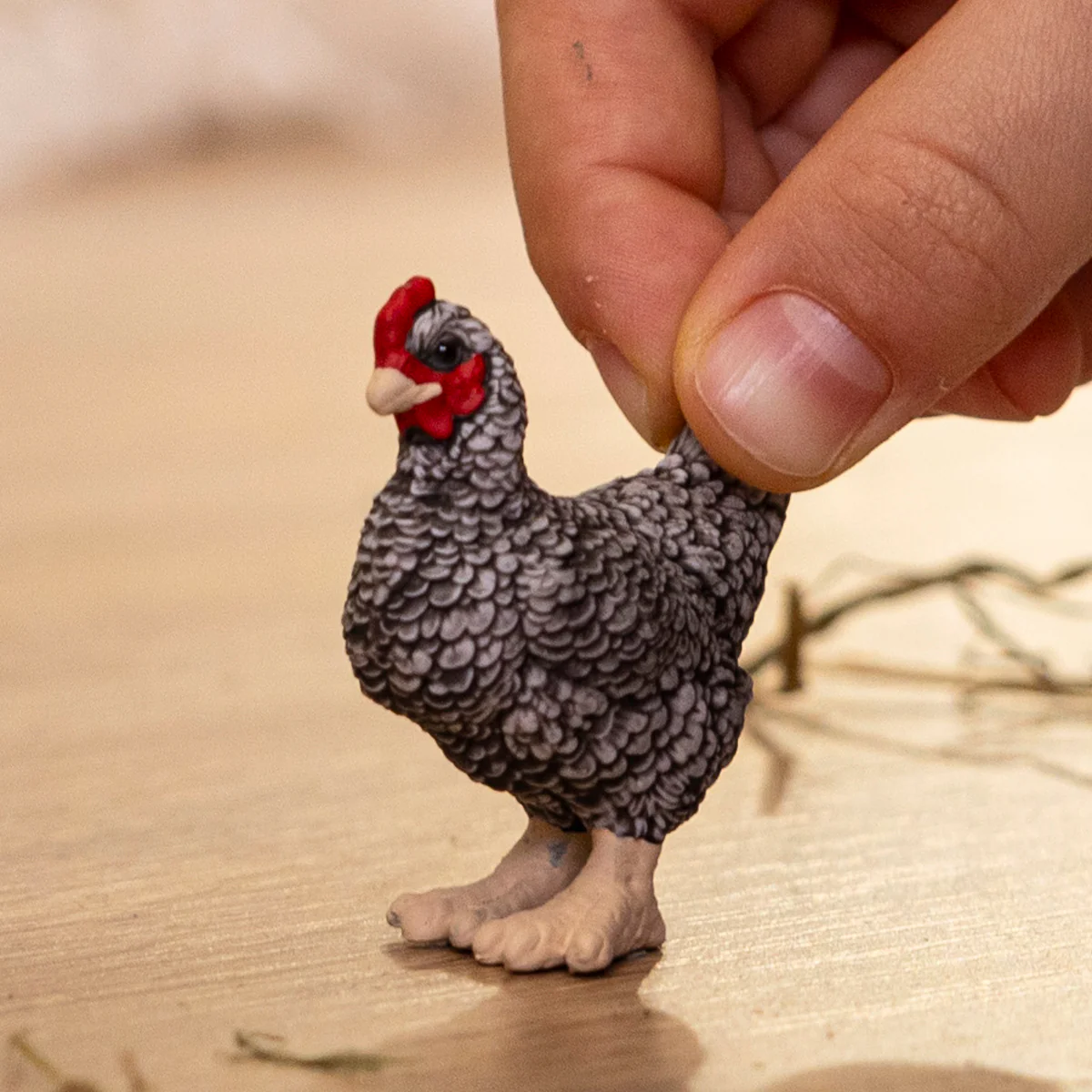 Plymouth Rock Chicken - Image 2