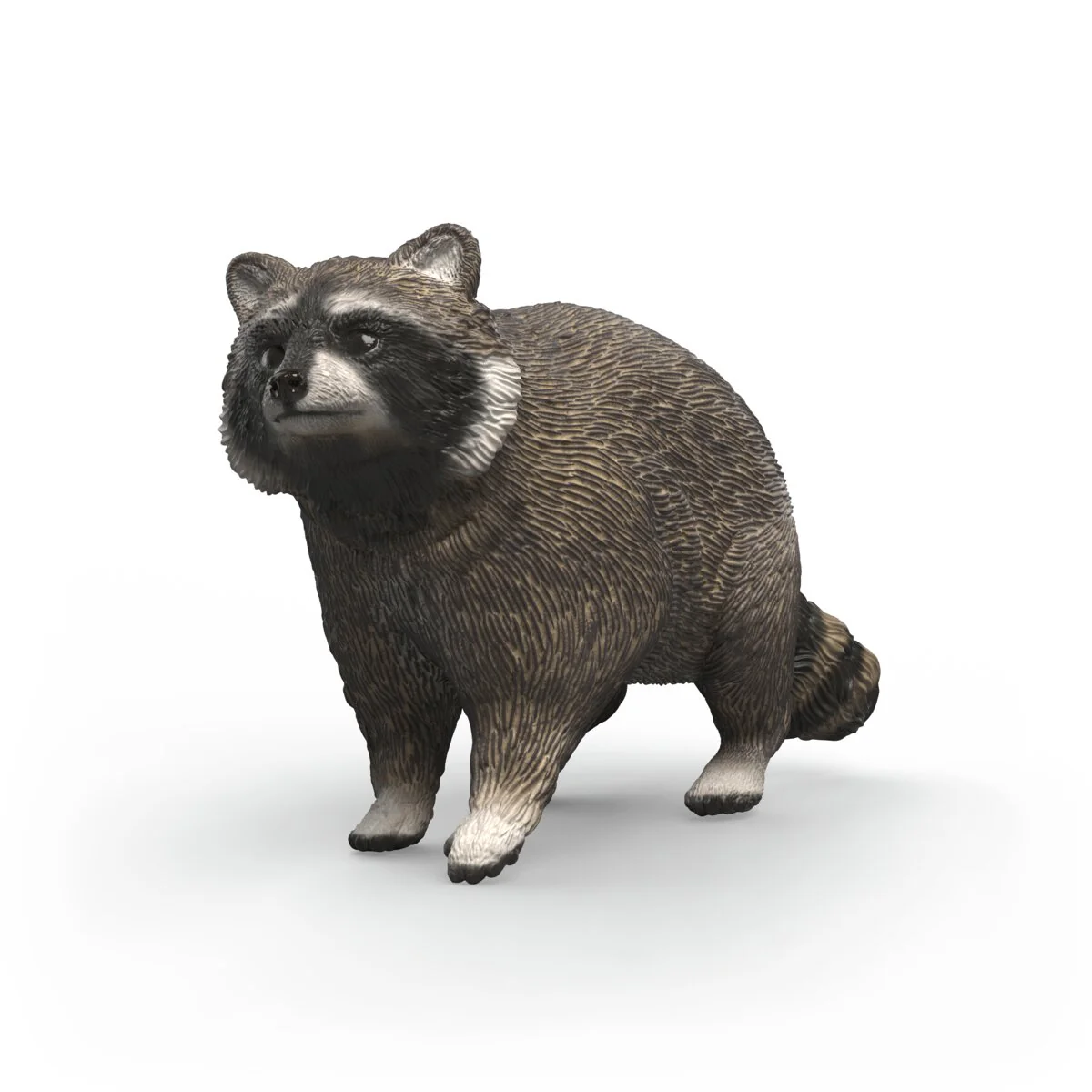 Racoon