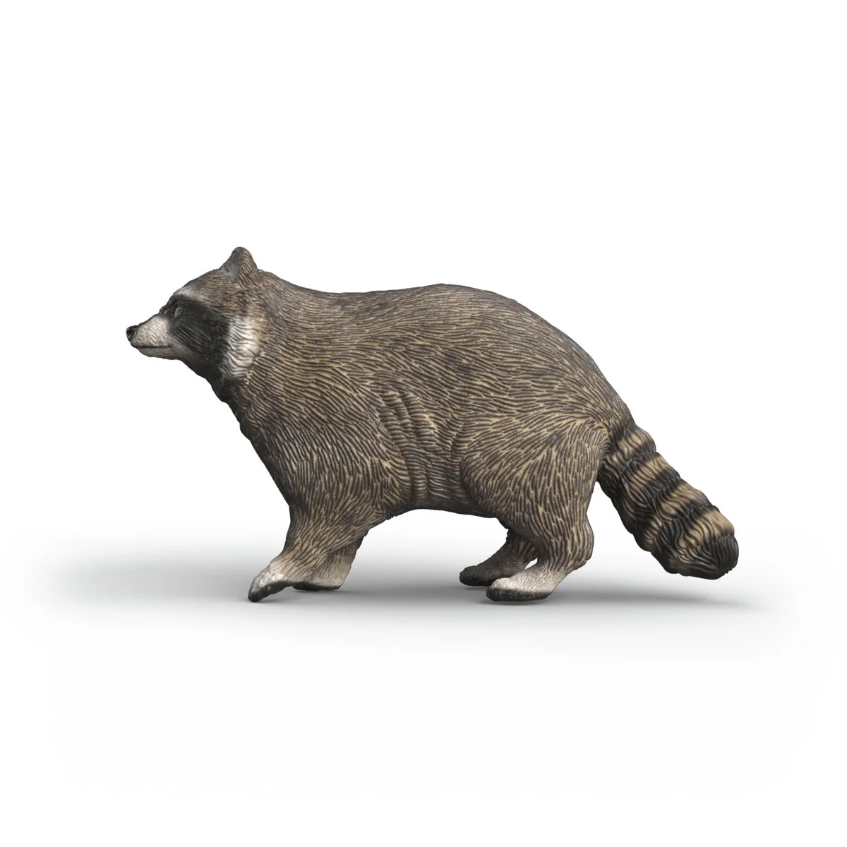 Racoon - Image 3