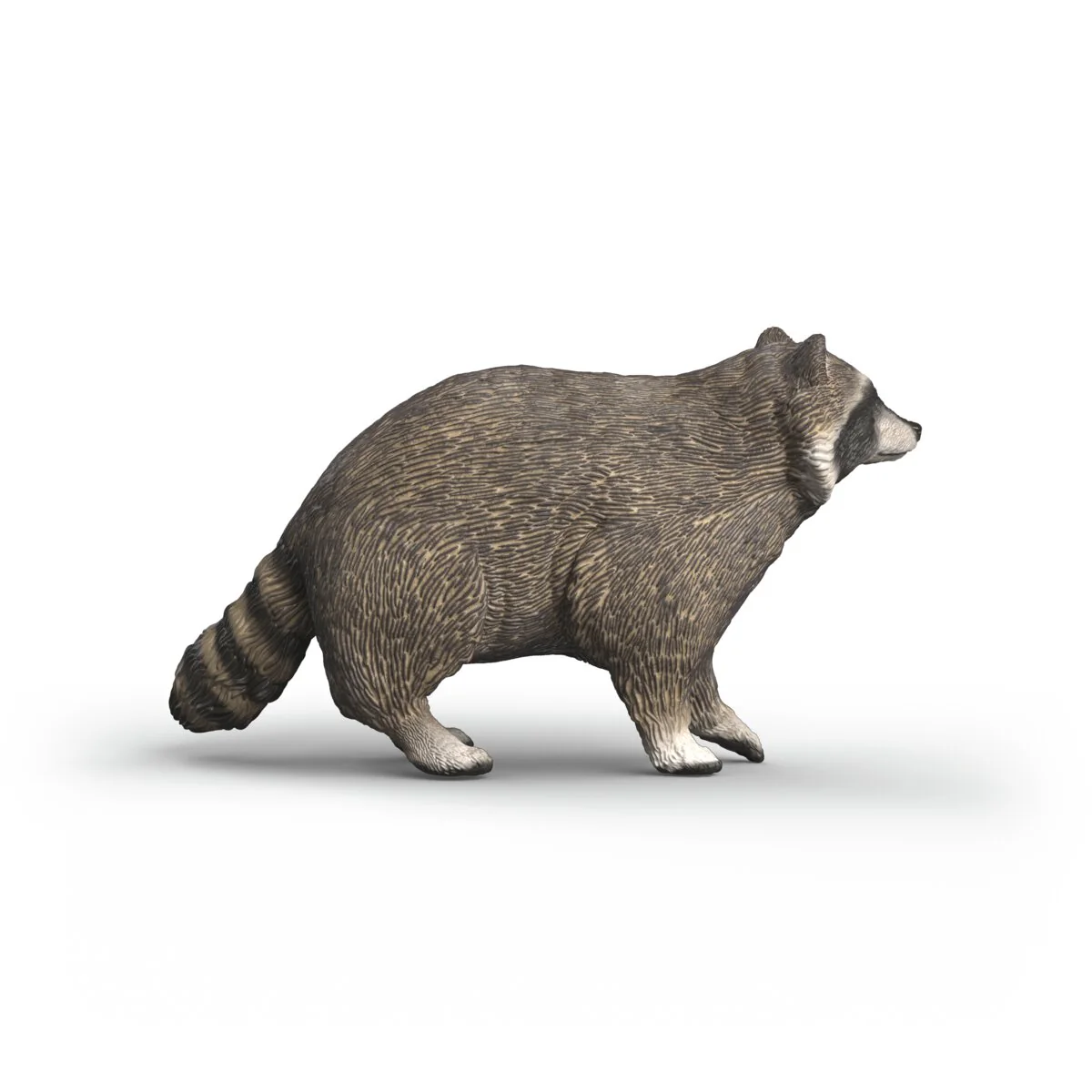Racoon - Image 5
