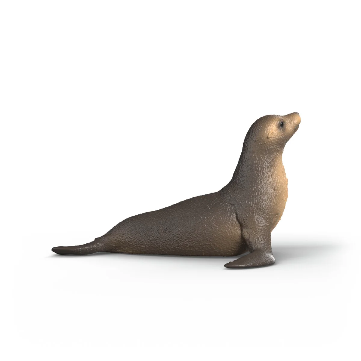 Sea lion - Image 4