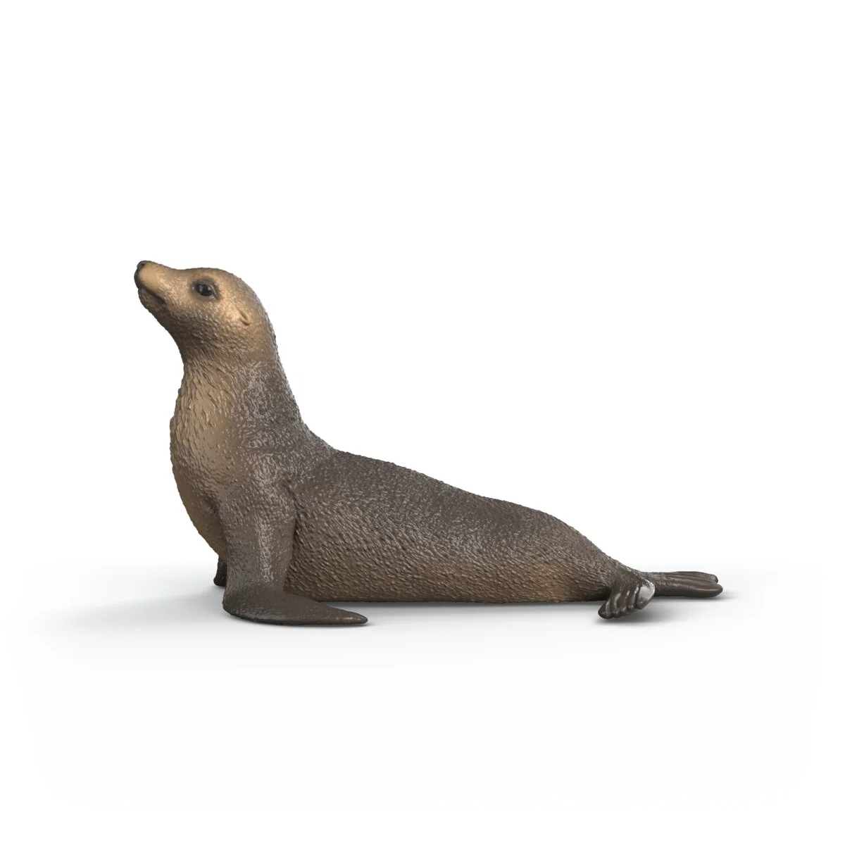 Sea lion - Image 5