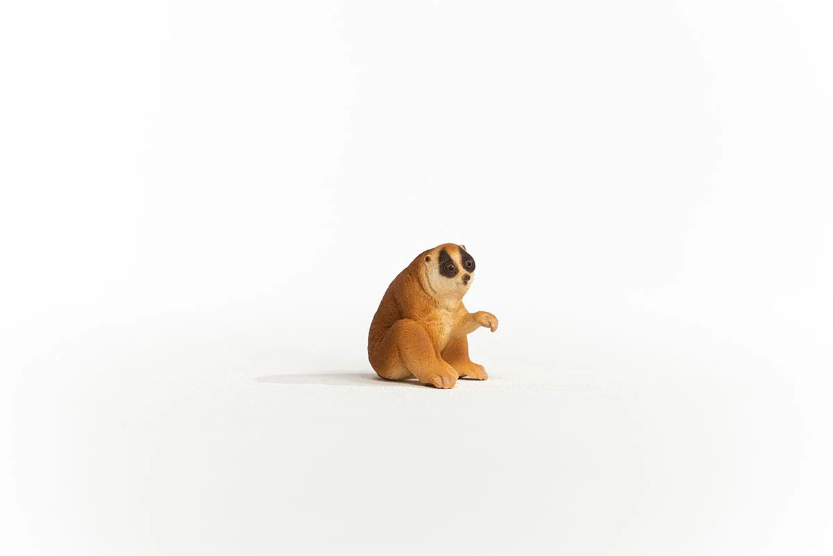 Slow Loris - Image 6