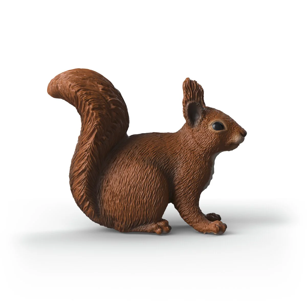 Squirrel - Image 3