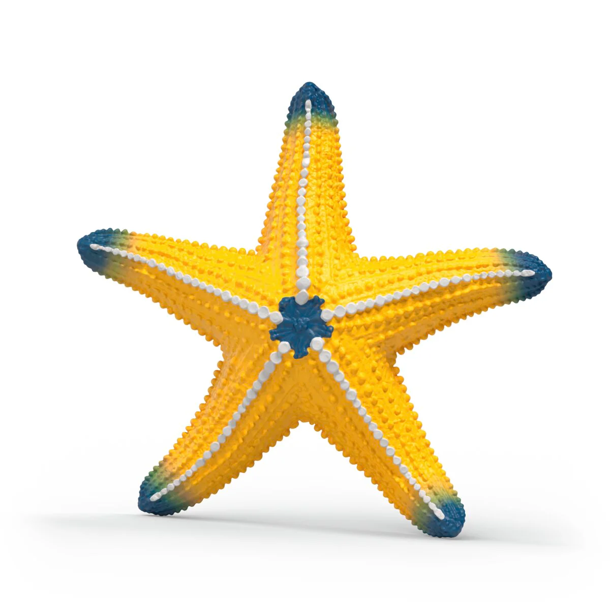 Starfish with color change - Image 3