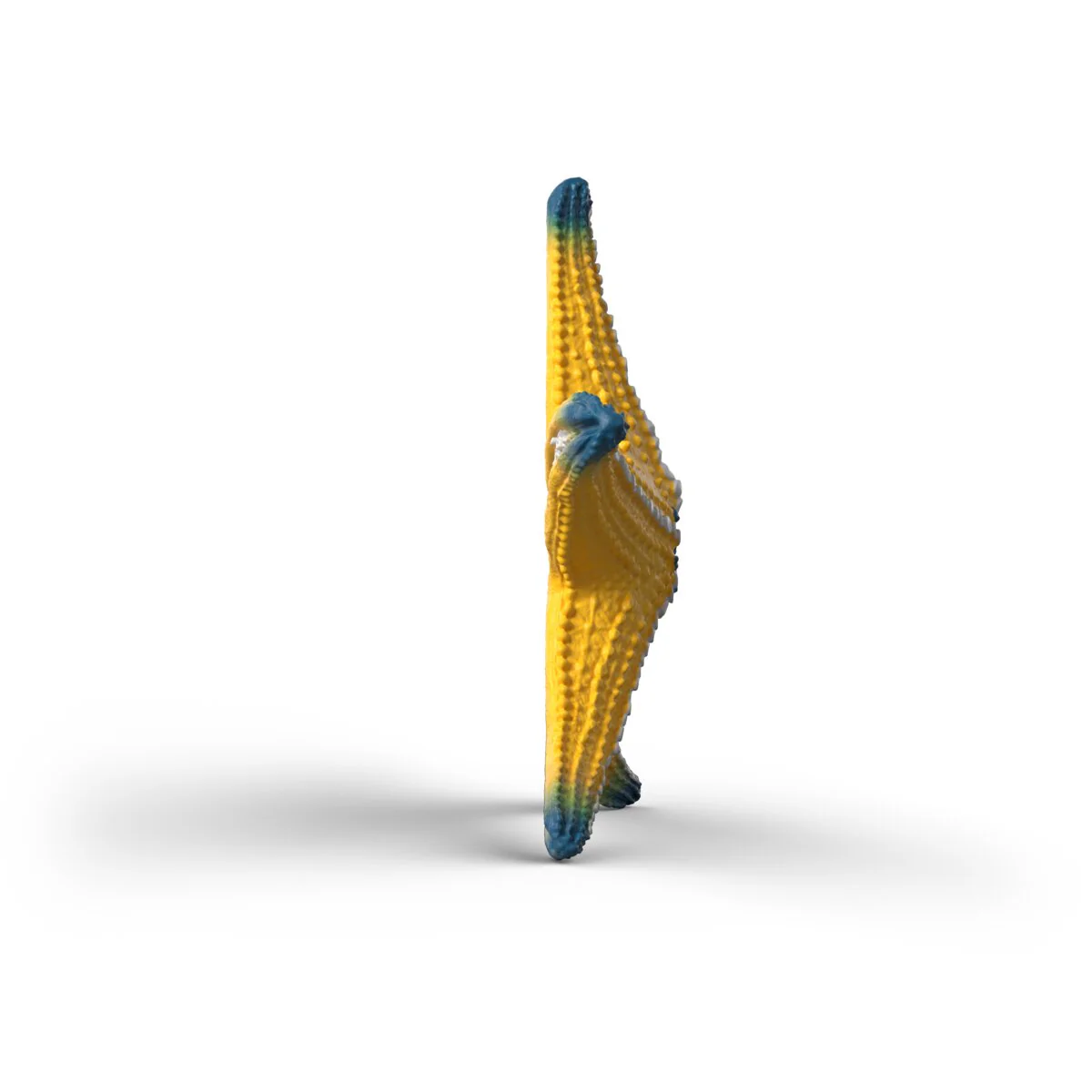 Starfish with color change - Image 4
