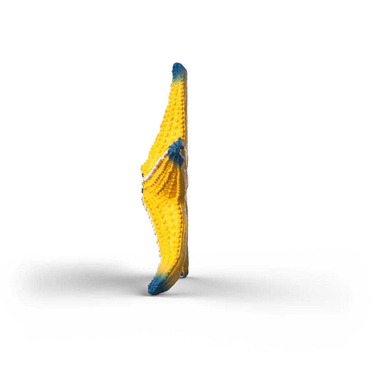Starfish with color change - Image 5