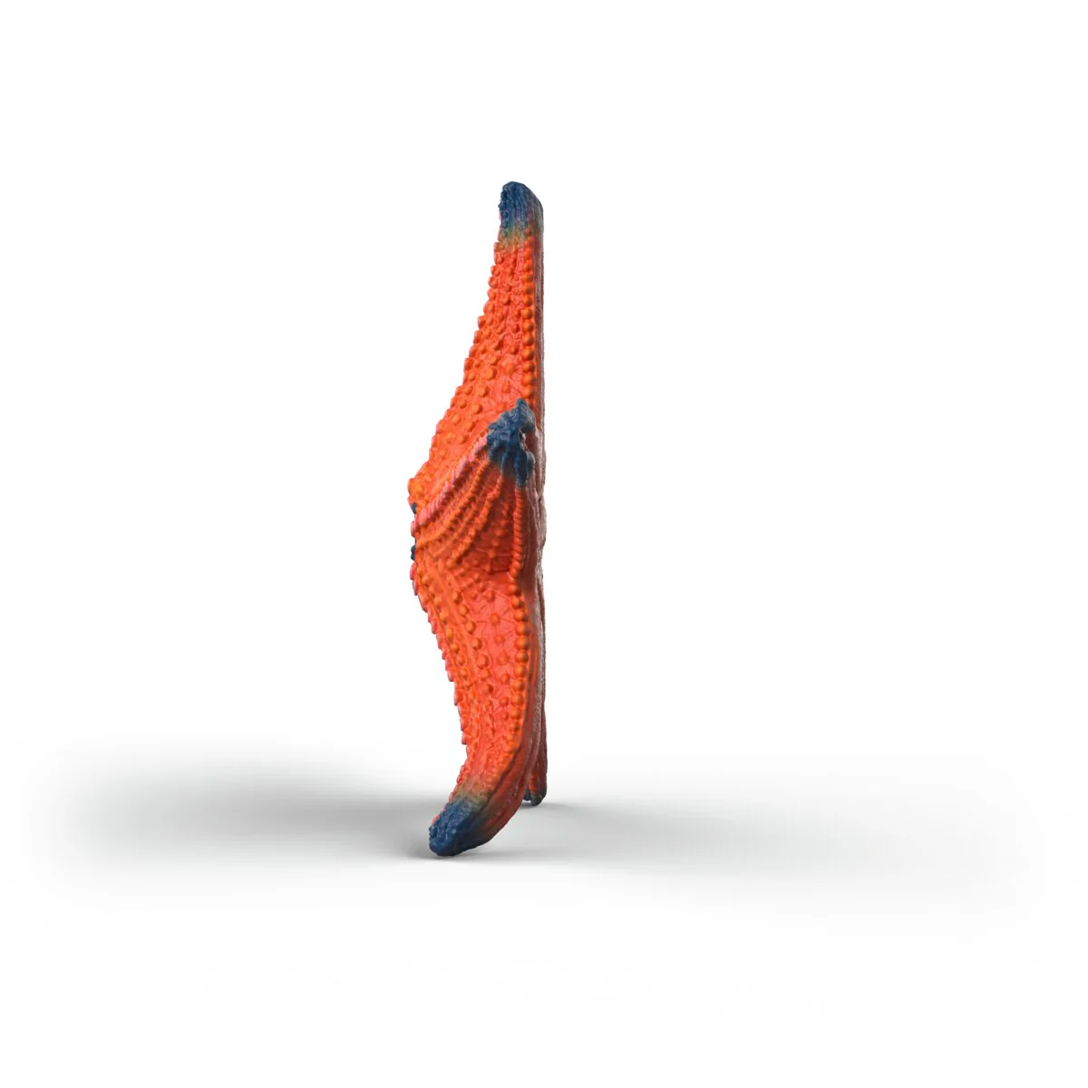 Starfish with color change - Image 6