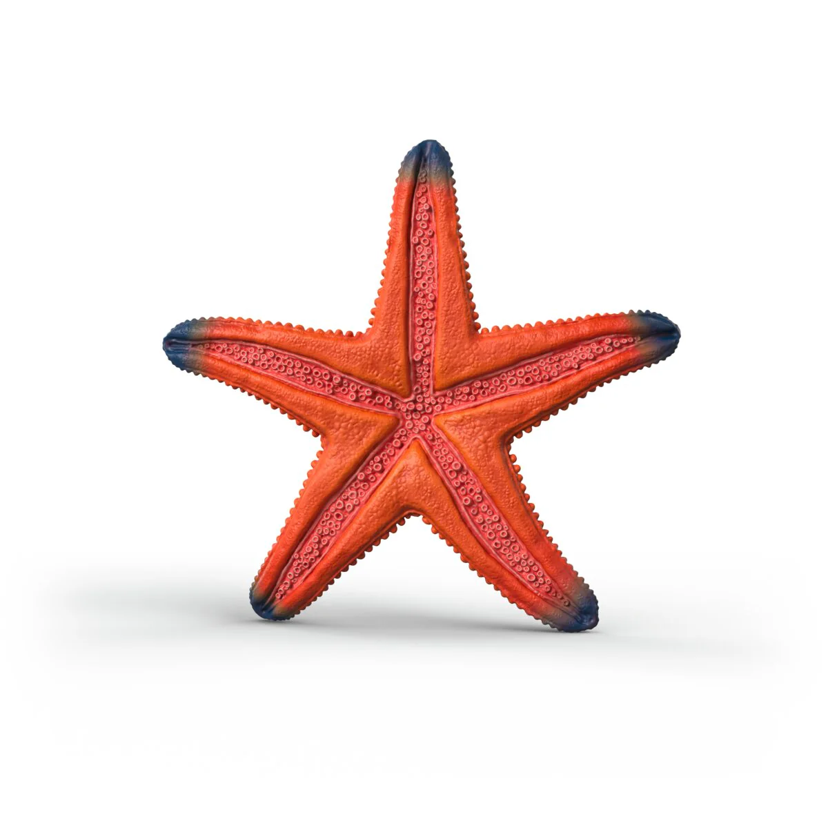 Starfish with color change - Image 7