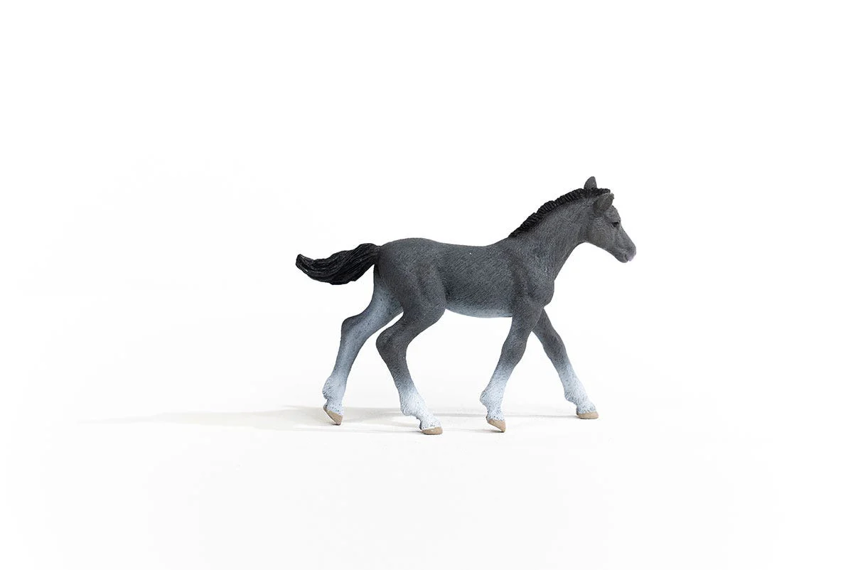 Trakehner Foal - Image 2