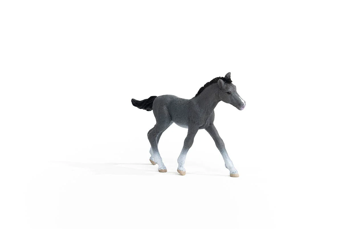 Trakehner Foal - Image 3