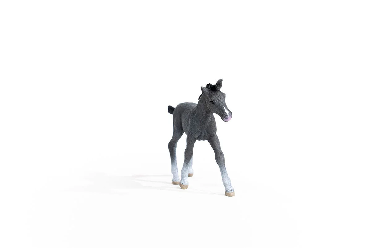 Trakehner Foal - Image 4