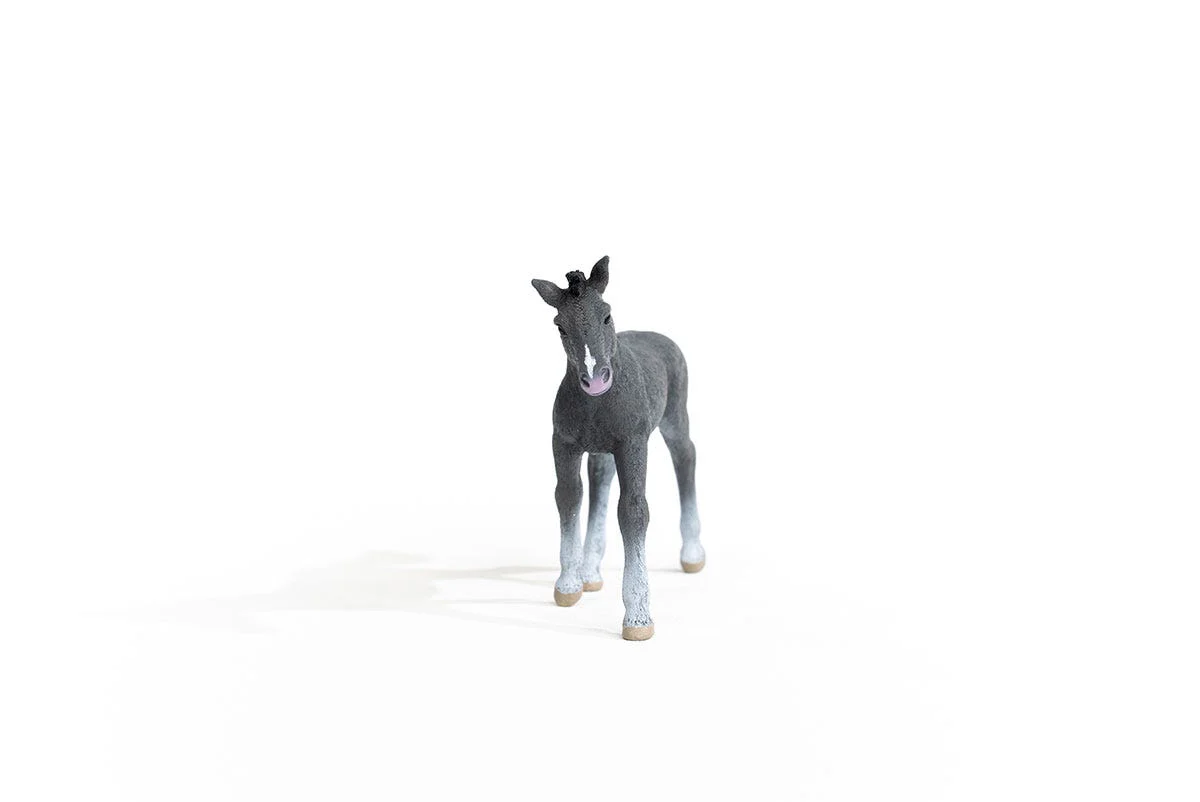 Trakehner Foal - Image 5