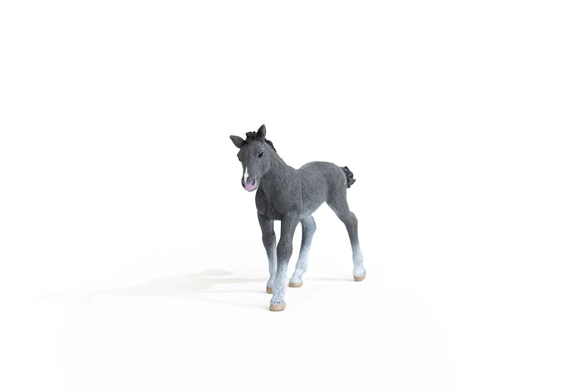 Trakehner Foal - Image 6